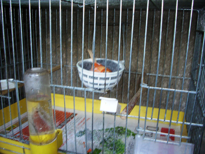 CANARI LA CUIB 2014 007 - CANARI LA CUIB 2014 001