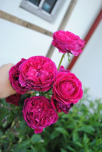 Falstaff - yyy 2014 Trandafiri si clematite