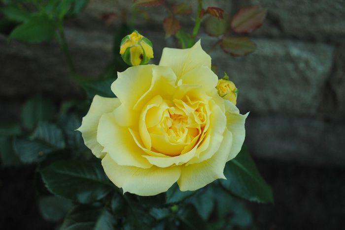 China Girl, prima floare :)) - yyy 2014 Trandafiri si clematite