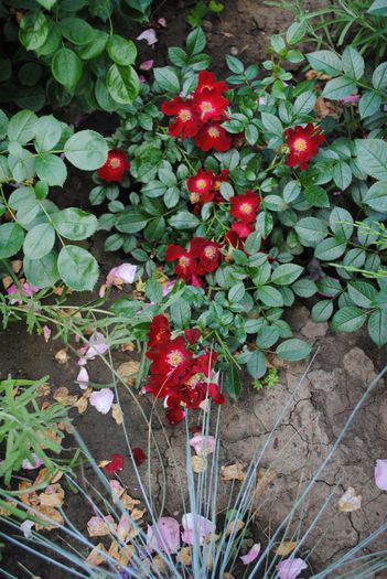 Bienenweide Rot - yyy 2014 Trandafiri si clematite