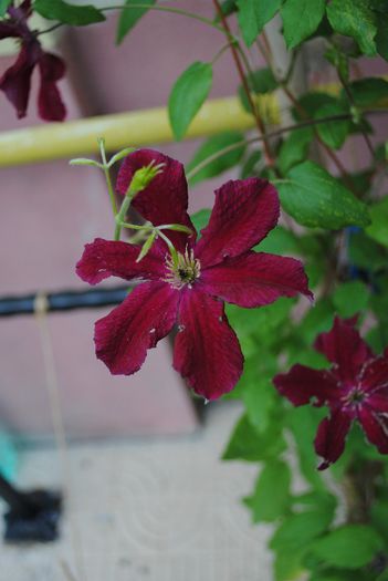 clematis Vitiwester, primul an - yyy 2014 Trandafiri si clematite