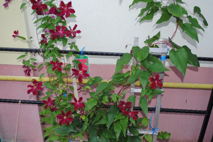 are o culoare asa de frumoasa :)) - yyy 2014 Trandafiri si clematite