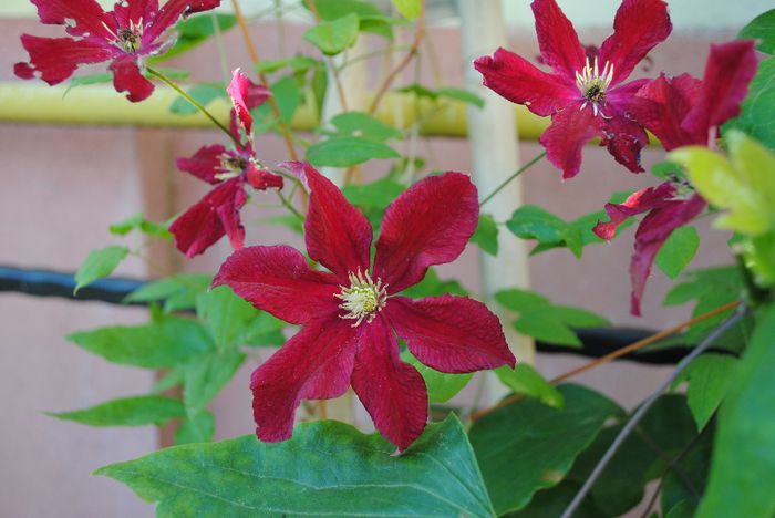 clematis Vitiwester - yyy 2014 Trandafiri si clematite