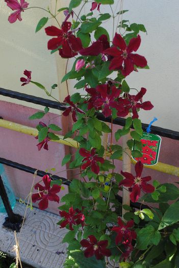  - yyy 2014 Trandafiri si clematite