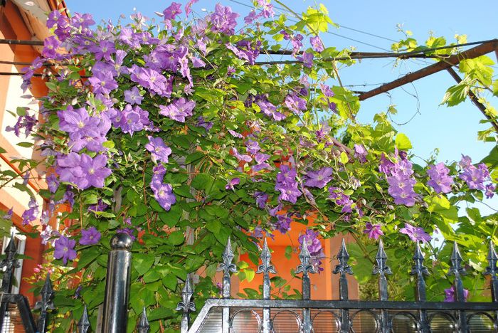 se vede asa de bine la mine:))) - yyy 2014 Trandafiri si clematite