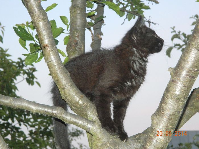 DSCN0269 - TOMITZA_LUPU_LORA_DOLLY_MITZI