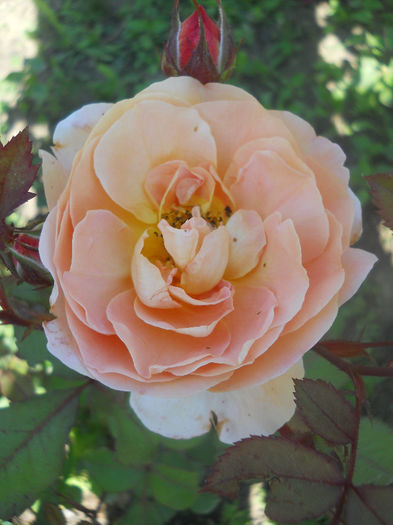 Lady Emma Hamilton - Trandafiri 2014