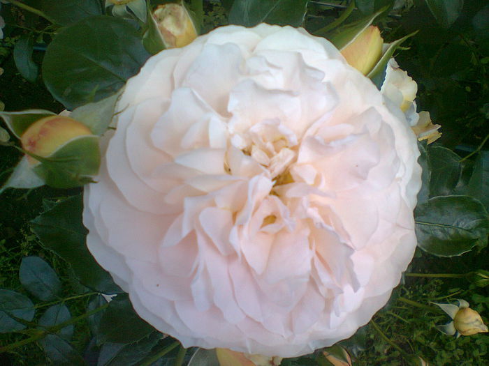 Sangerhauser Jubilaumsrose