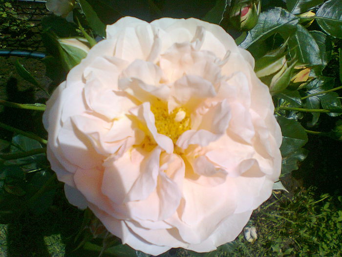 Sangerhauser Jubilaumsrose
