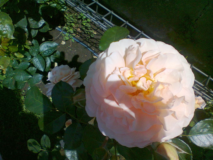 Sangerhauser Jubilaumsrose