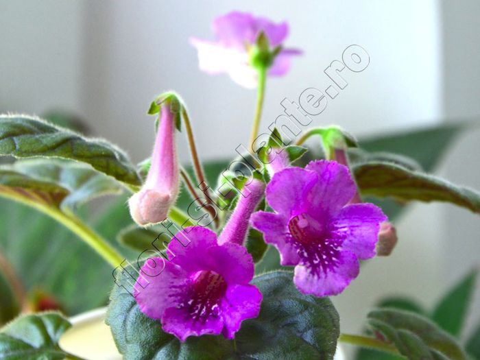 Sinningia Cherry Sprite - GLOXINIA _ SINNINGIA 2