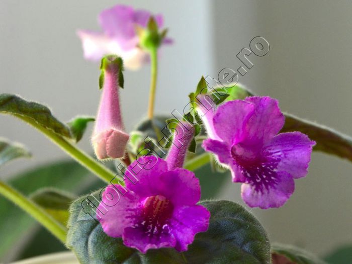 Sinningia Cherry Sprite - GLOXINIA _ SINNINGIA 2