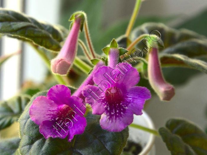 Sinningia Cherry Sprite - GLOXINIA _ SINNINGIA 2