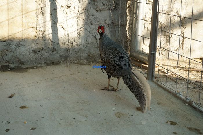 DSC07426