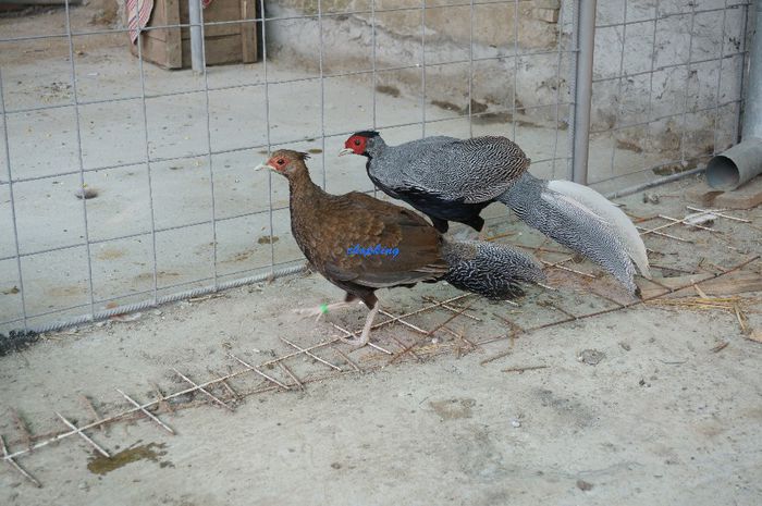 DSC07670