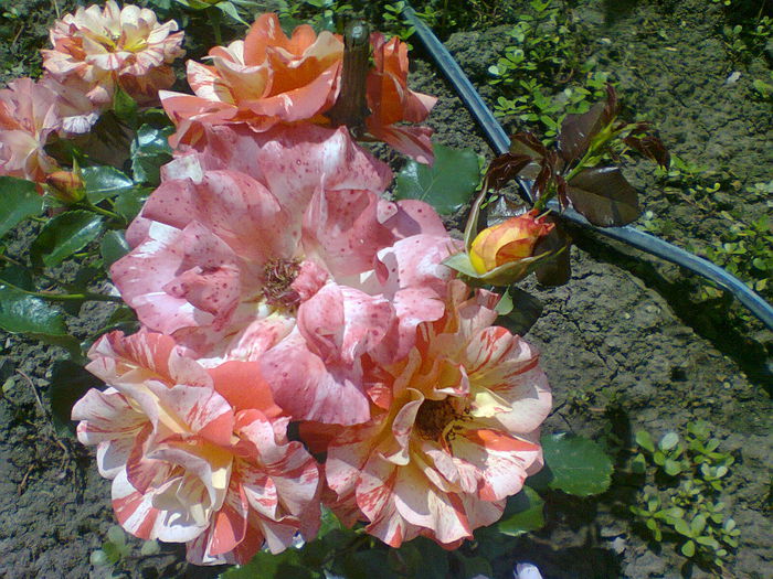 Fotografie1720 - trandafiri plantati in toamna 2013