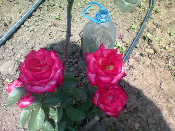 osiria - trandafiri plantati in toamna 2013