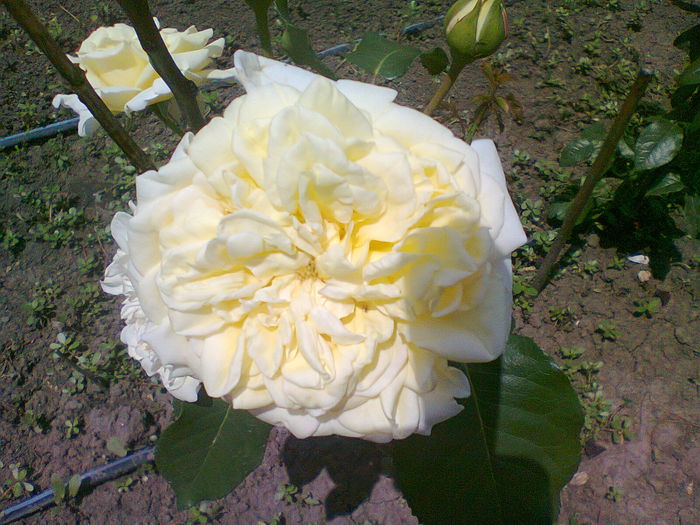 Fotografie1727 - trandafiri plantati in toamna 2013
