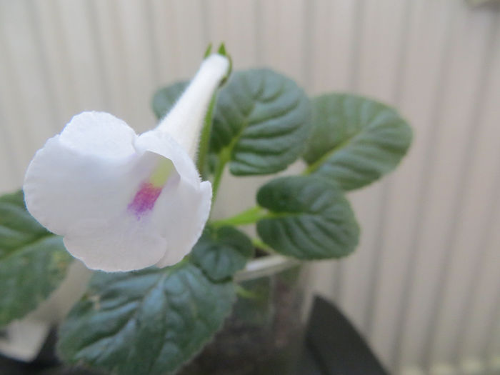 snowbird - mini sinningii