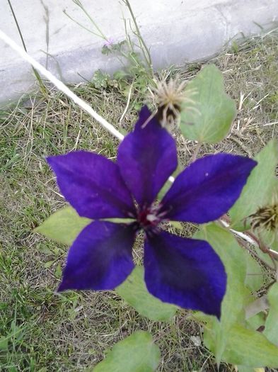 2014-06-09 19.01.31 - clematite 2014