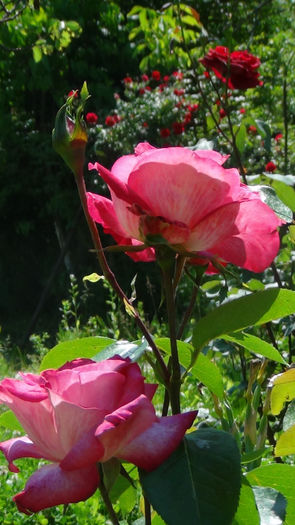 DSC01601