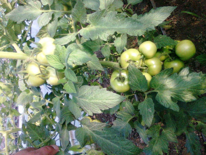 antalya 12.06.2014 - solarii 12 iunie 2014