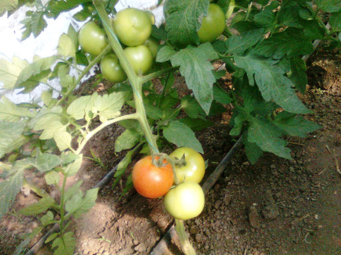 antalya 12.06.2014 - solarii 12 iunie 2014