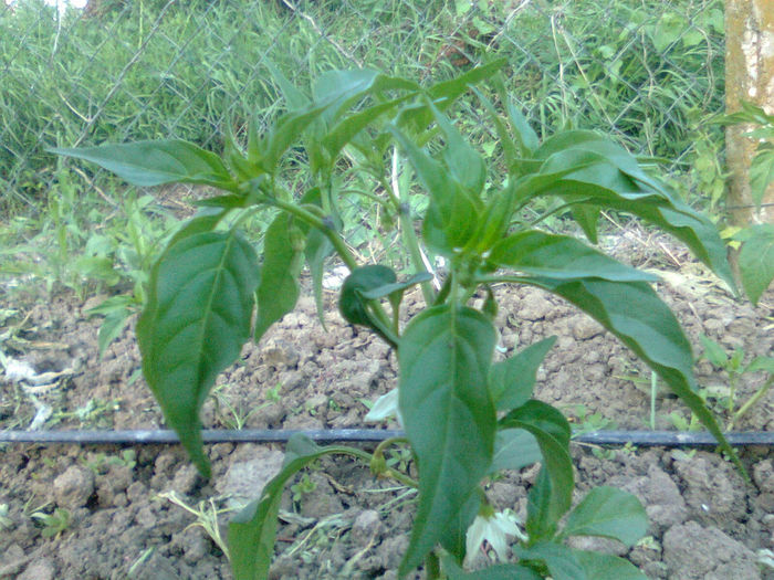 ardei iute 12.06.2014 - solarii 12 iunie 2014