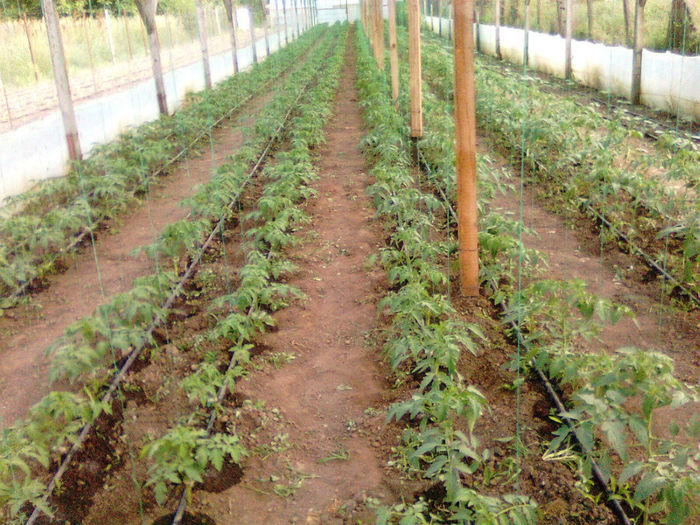 antalya 12.06.2014 - solarii 12 iunie 2014