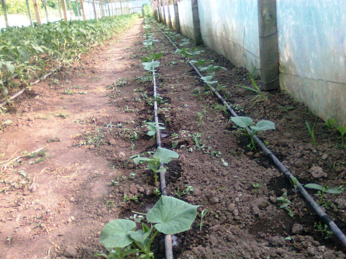 castraveti levinia 12.06.2014 - solarii 12 iunie 2014