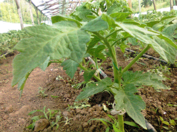 antalya 12.06.2014 - solarii 12 iunie 2014