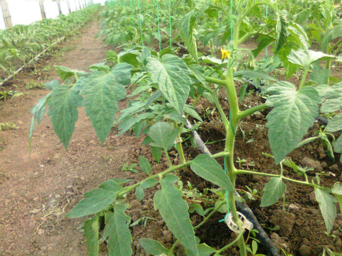 antalya 12.06.2014 - solarii 12 iunie 2014