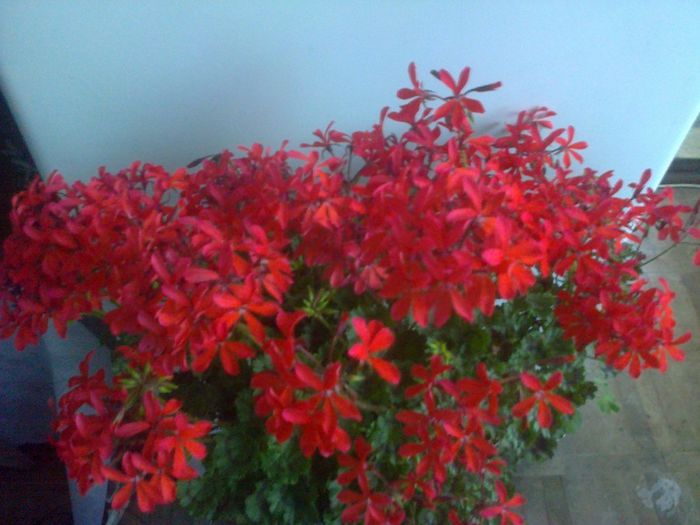  - A-Flori 2014