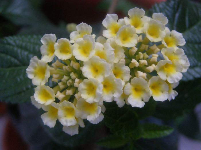 P6040010 - Lantana