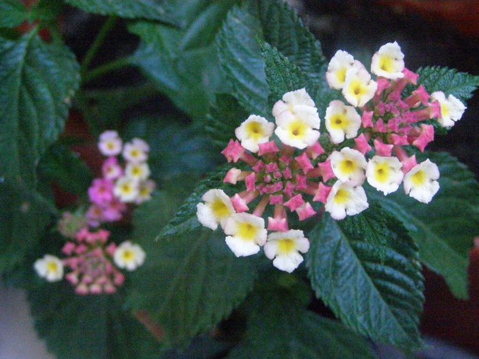 P6120071 - Lantana