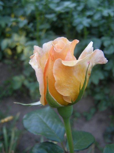 P6110034