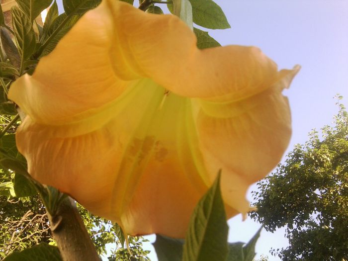 Fotografie1367 - brugmansii-daturi-iochrome 2014