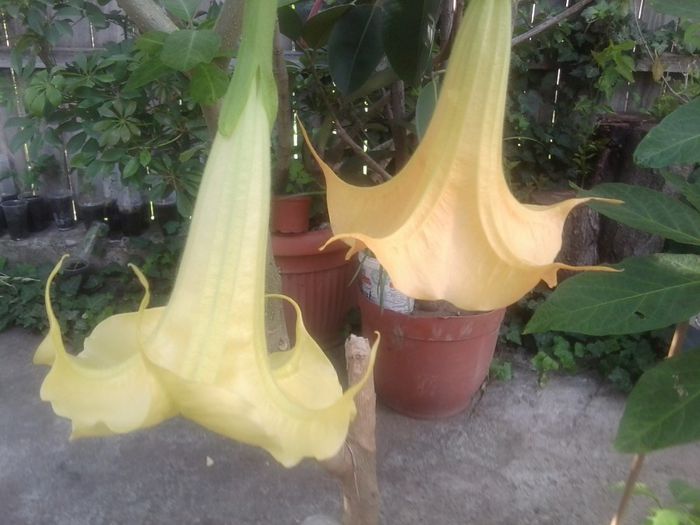 Fotografie1440 - brugmansii-daturi-iochrome 2014