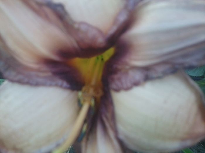 Fotografie1424 - hemerocallisi
