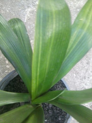 clivia variegata - clivia-1