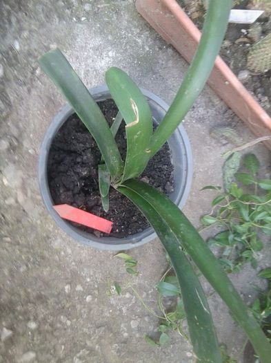 clivia cyrtantiflora