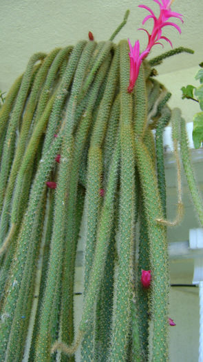 DSC00686 - Colectie APOROCACTUS