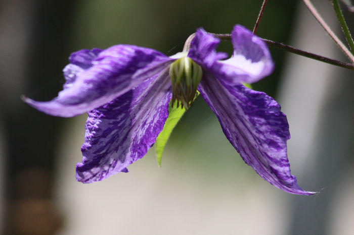 Tie Dye - Clematite 2014