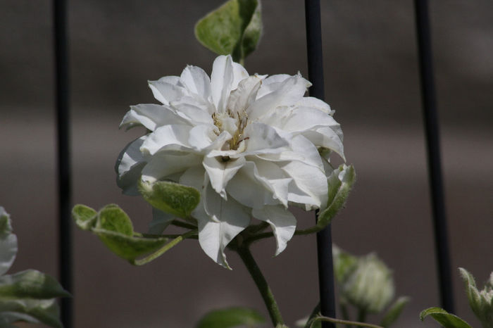 Clematis Maria Sk%u0142odowska-Curie - Clematite 2014