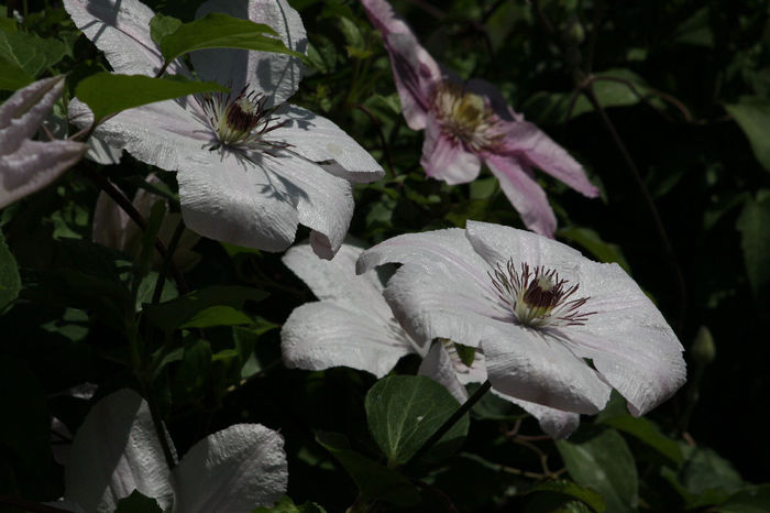 IMG_3977 - Clematite 2014