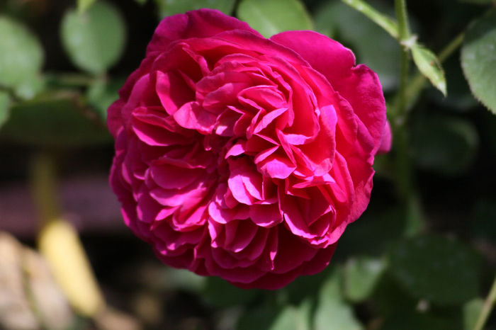 Munstead Wood - Roses 2014