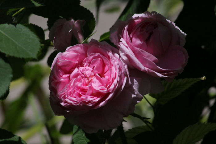 Comte de Chambord - Roses 2014
