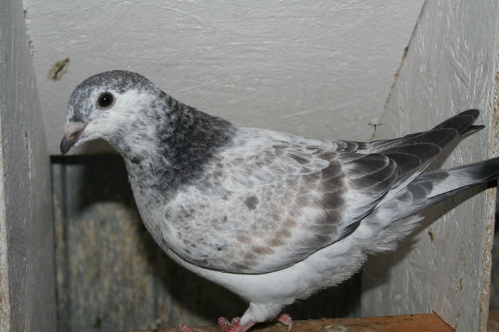 IMG_1969 - Seria 1 la zbor