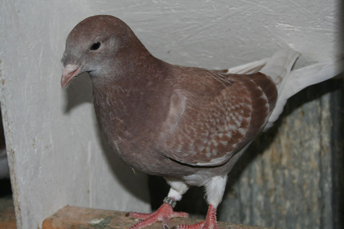 IMG_1975 - Seria 1 la zbor