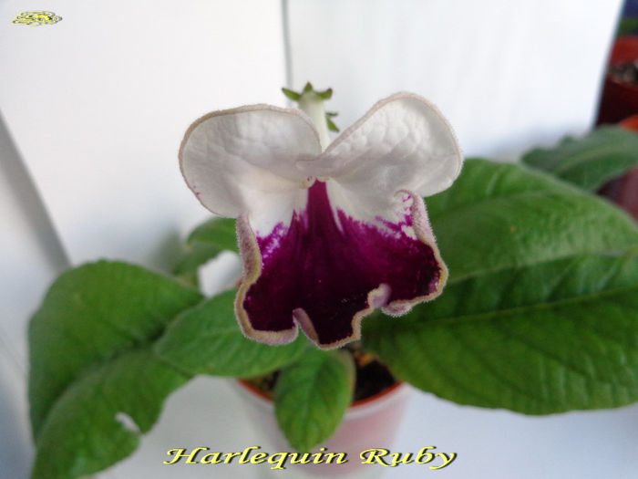 Harlequin Ruby (12-06-2014)